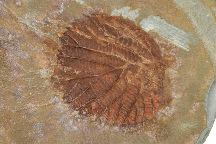 Fossil Leaf - Montana #377925